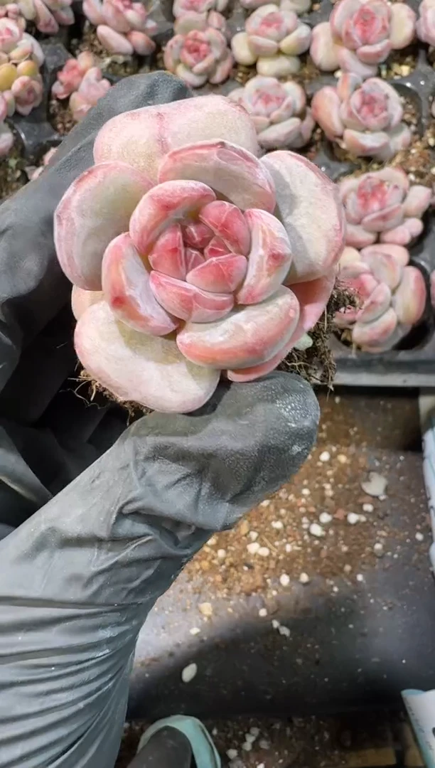 【闪购商品】23号到手3棵江北多肉