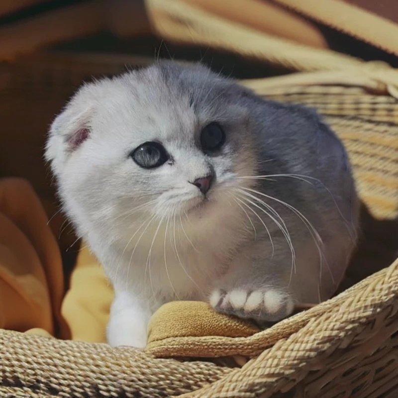 英短猫银渐层折耳猫