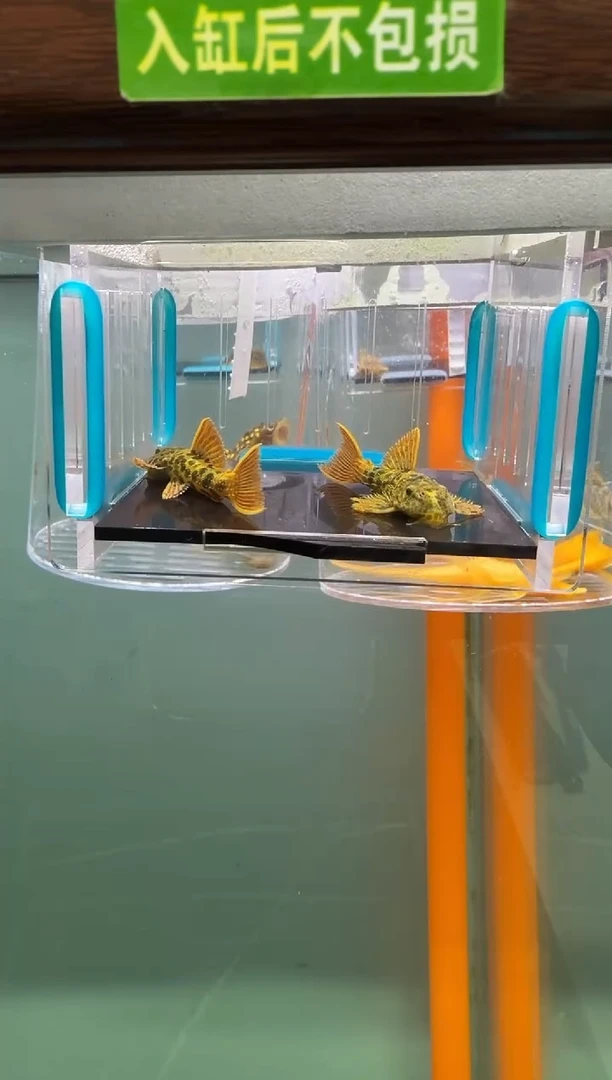 清道夫鱼052号600入缸不包损录制完整开箱视频5.1-5.2厘米