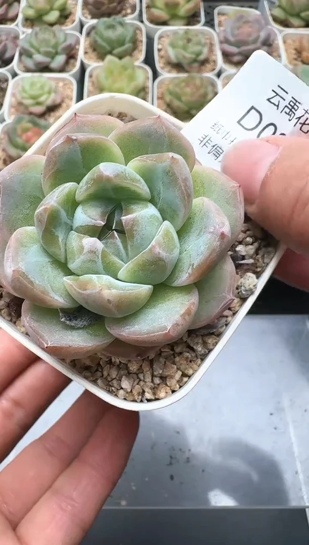 286D云禹多肉植物 带盆土纸巾打包 3颗包邮