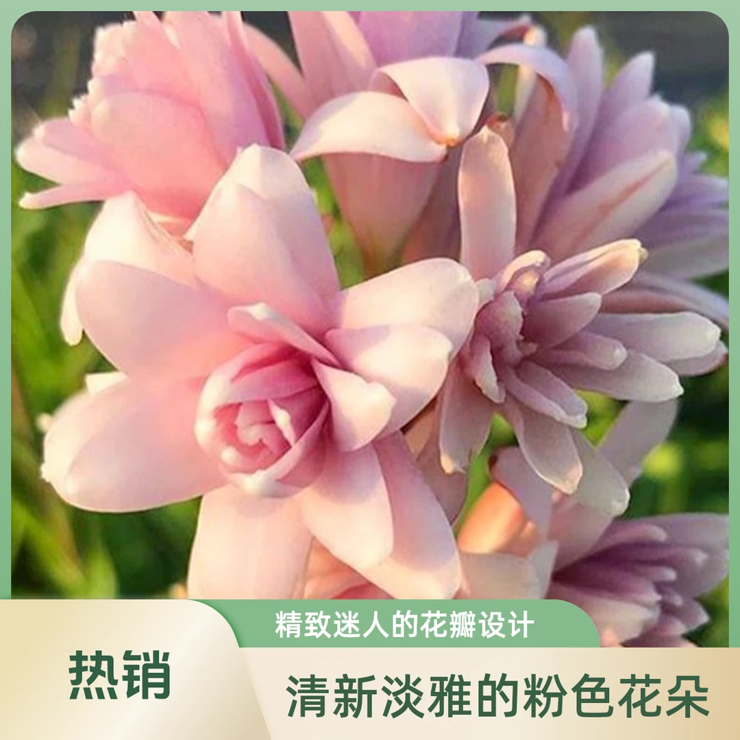 【重瓣晚香玉浓香型】花卉绿植盆栽鲜切花庭院客厅常年开花植物发货