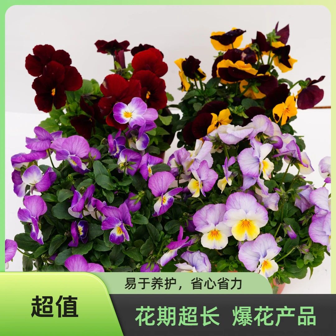 角堇，平瓣角堇，春季开花