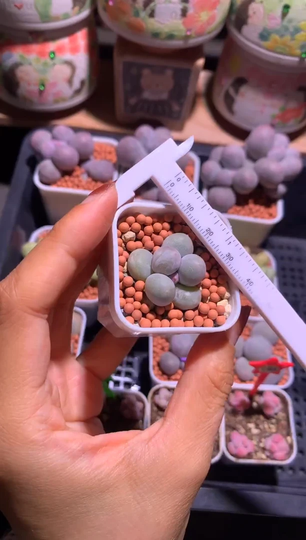 韩国米可奶酪多肉有砍