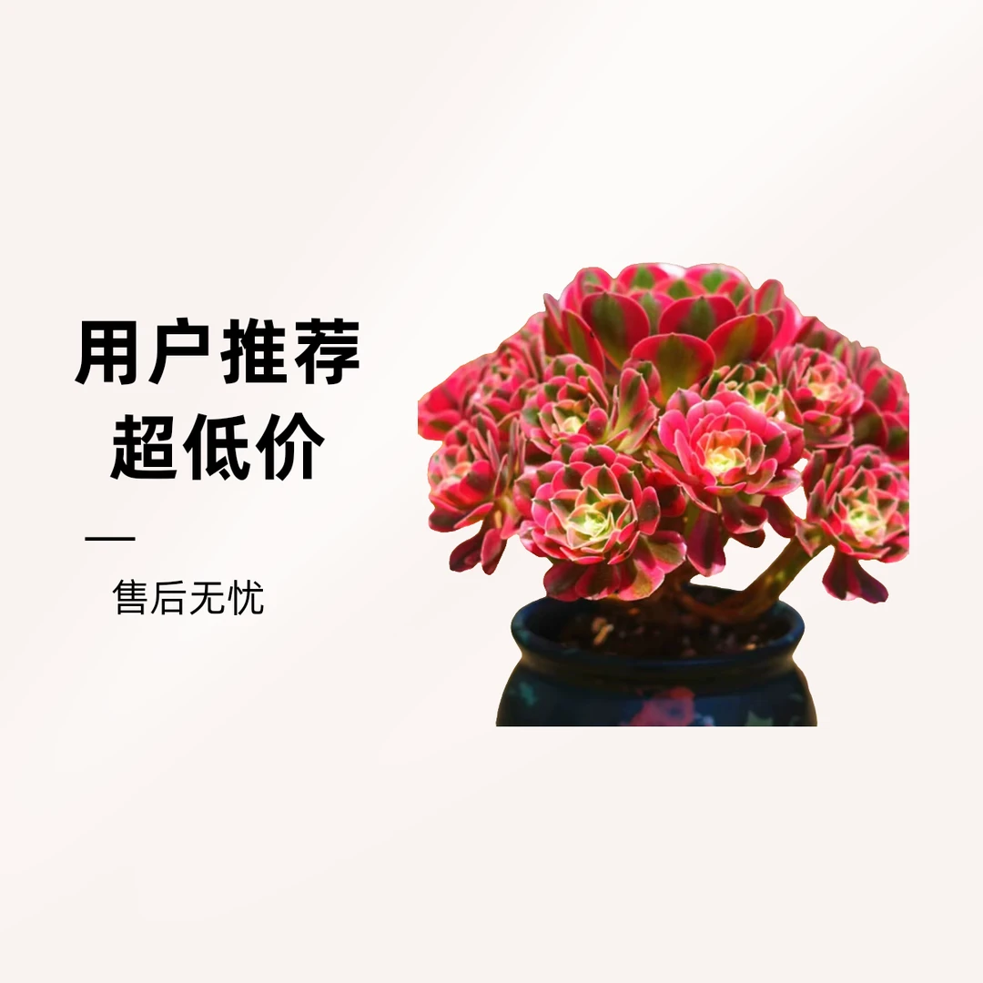 粉女巫法师锦多肉植物高端法师锦单头手捧室内办公桌阳台花卉包邮