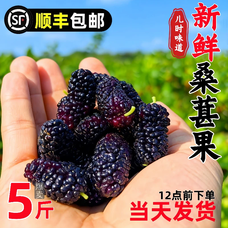 桑葚新鲜现摘现发采摘顺丰包邮孕妇新鲜黑桑椹果桑枣泡酒桑葚水果