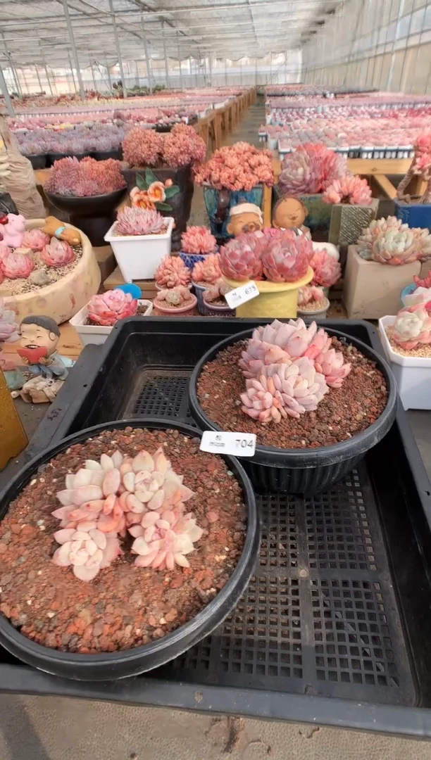 【闪购商品】704梦露两棵一物一拍