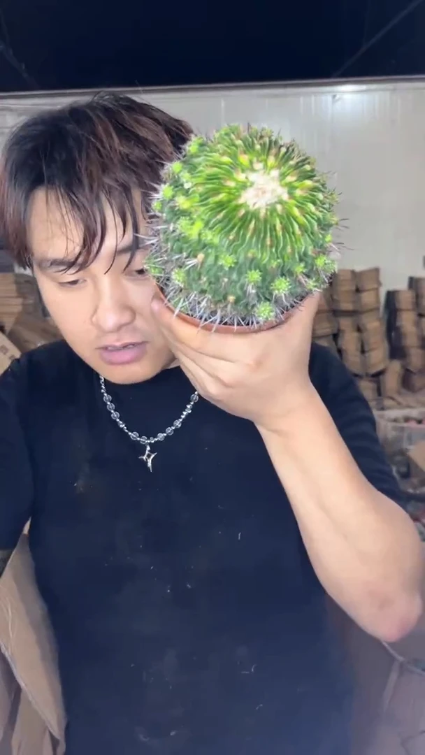 星巴克【带根】8-11cm