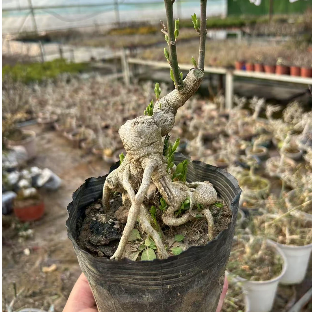 童子功带根艺真弓卫矛小盆景