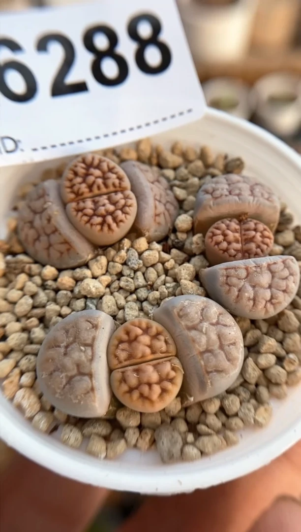 【闪购商品】6288直播一物一拍