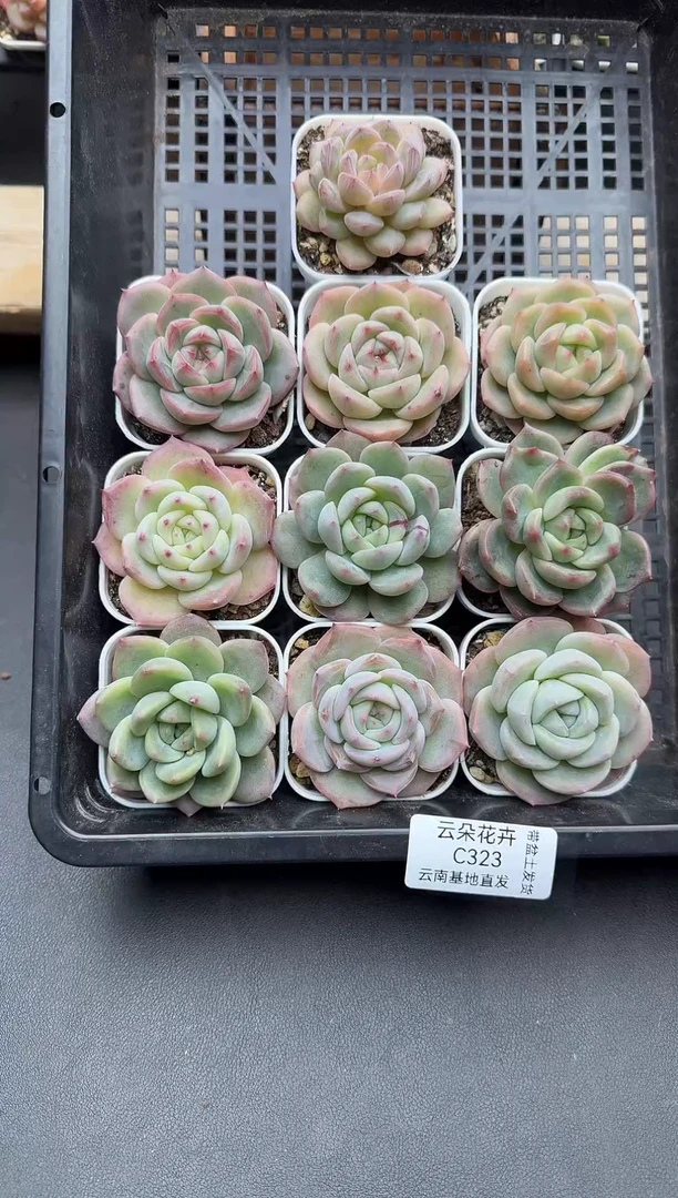 珍妮杂交多肉C323