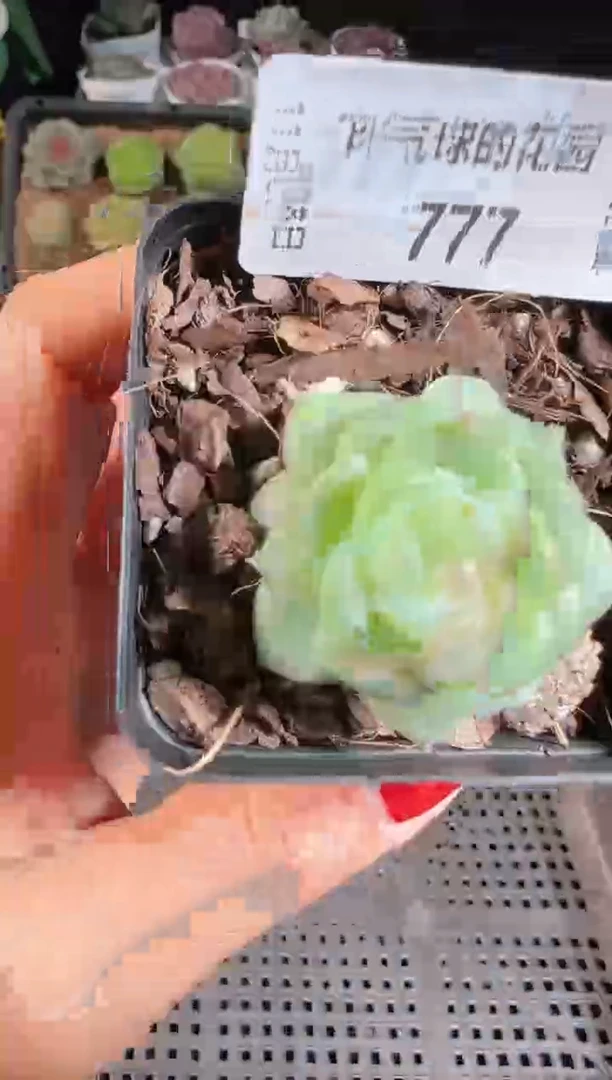 1108-777灵雨麦秆群不包整