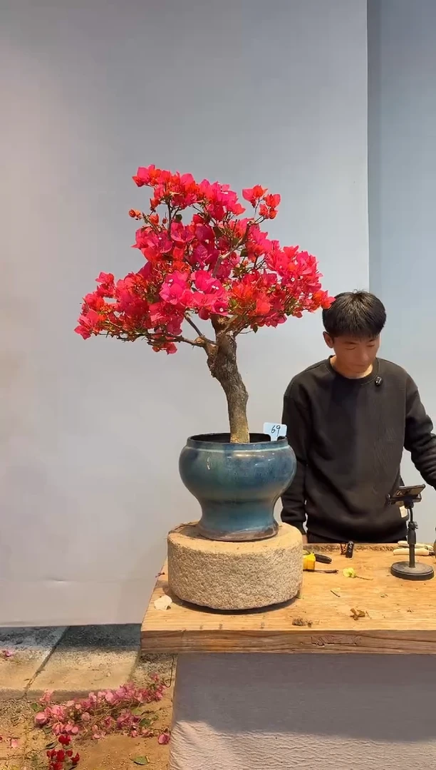 以实际为准三角梅69