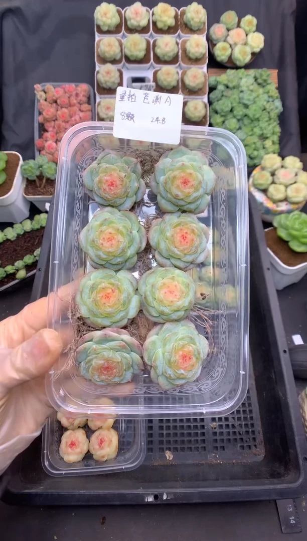 量拍 沧渊A 裸根 随机发 24.8一颗