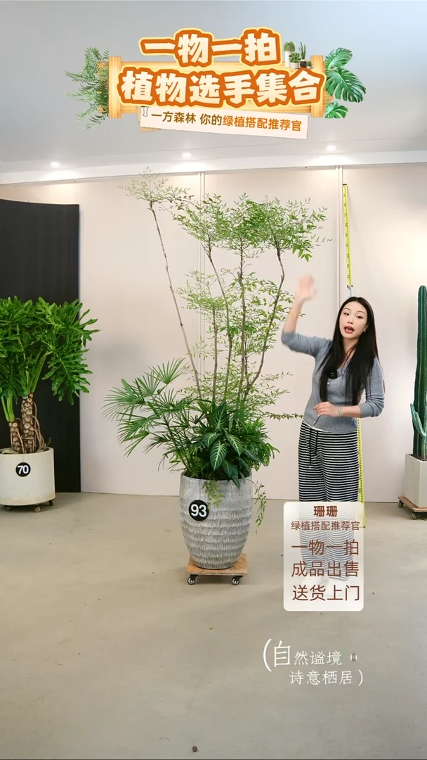 无花朵甘*肝杂木风组合盆栽-主枝火焰南天竹