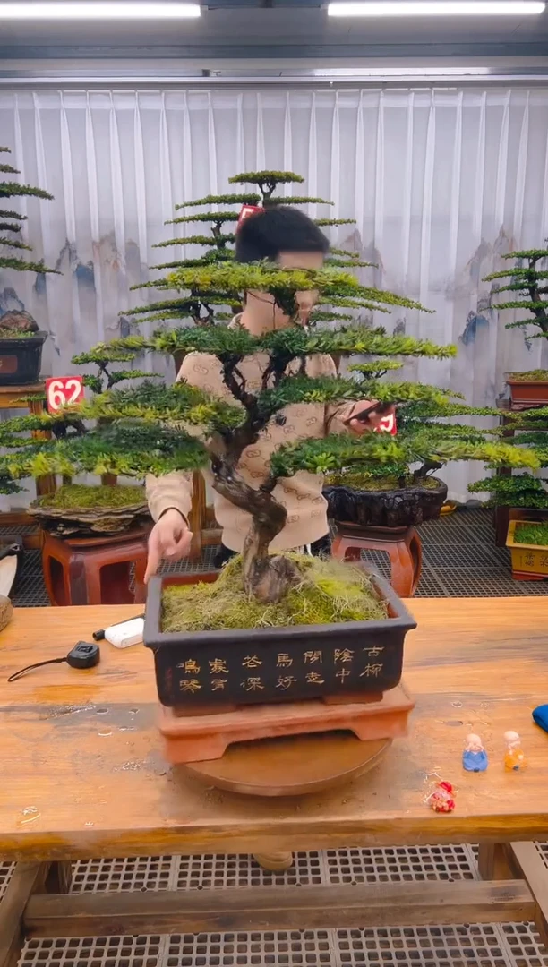 【闪购商品】紫砂精品盆景直播间一物一拍