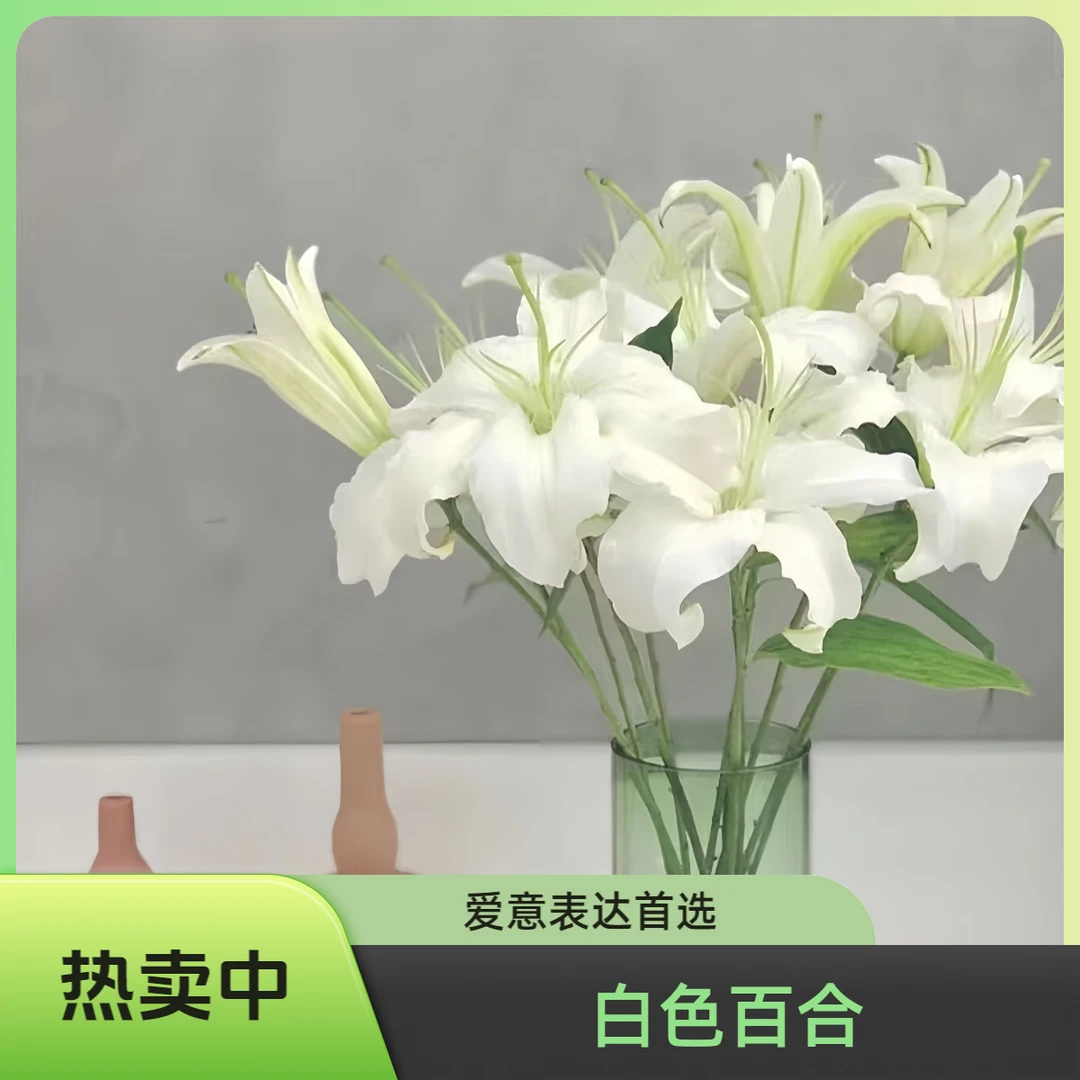 年宵花（白色香水百合3支6个花苞）2单包邮今天下单明天到次日达