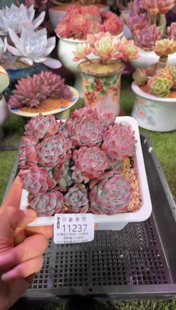 【闪购商品】11237