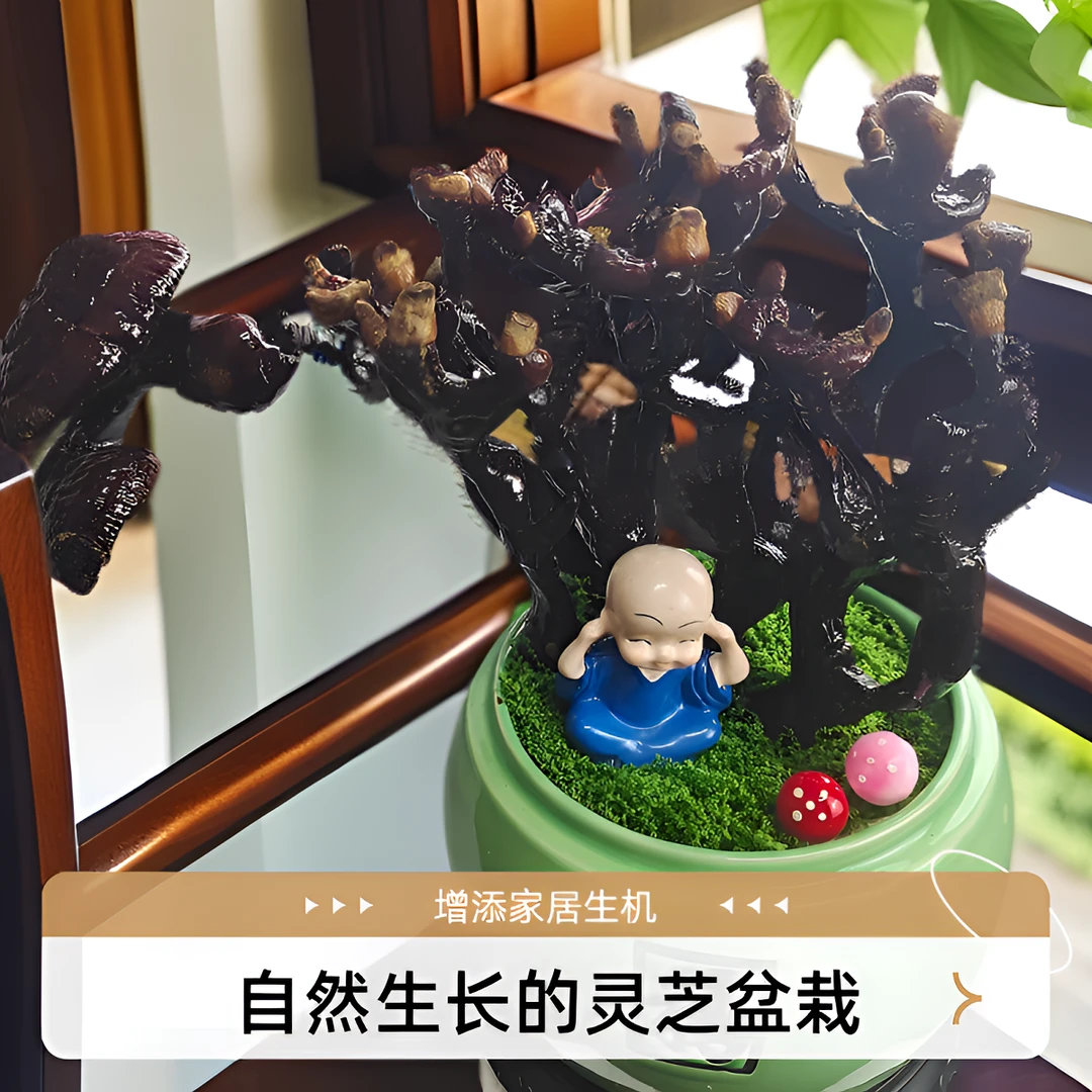 一物一拍8年老桩室内造景盆栽绿植客厅书房创意装饰祝福摆件