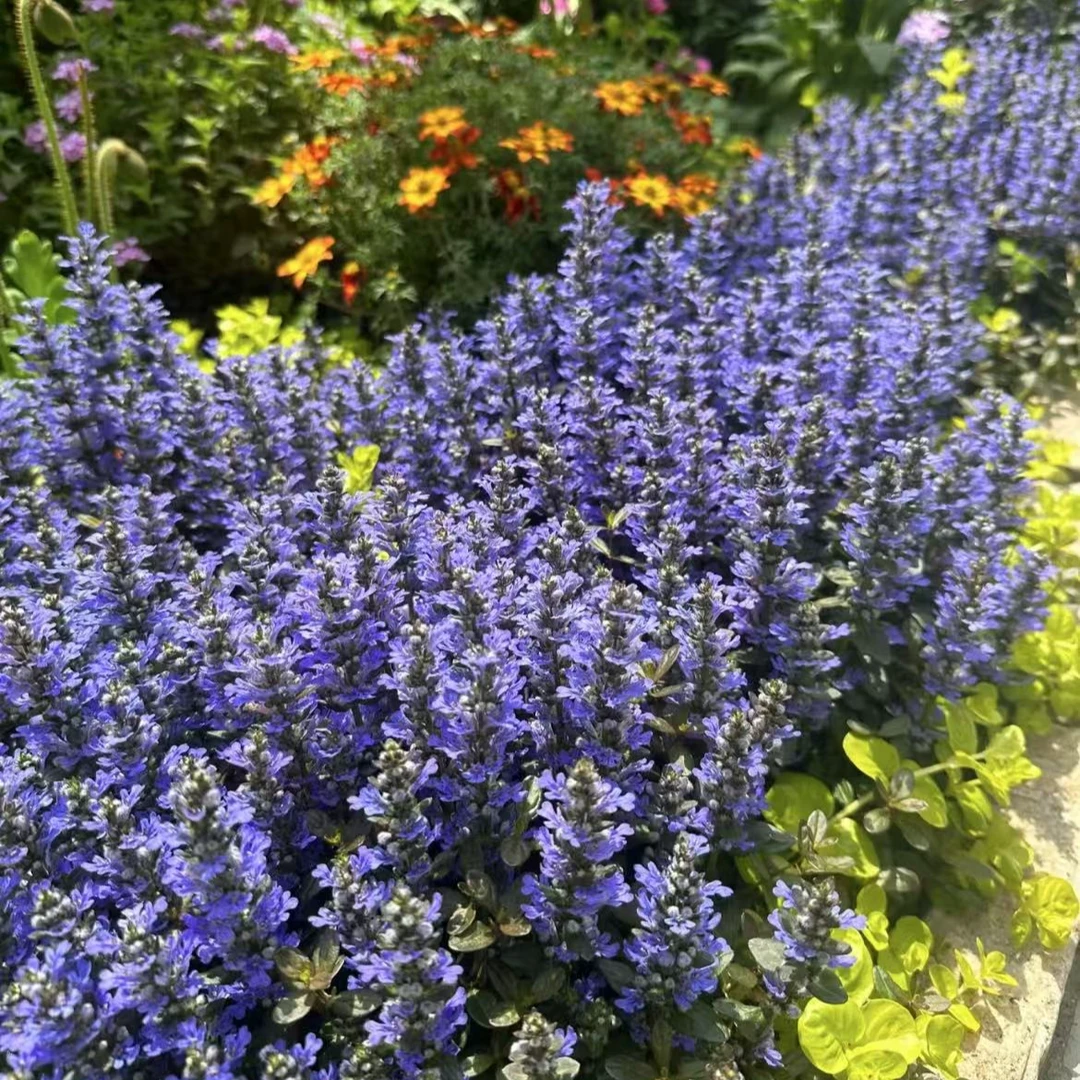 姬十二单山野草筋骨草花苗耐寒耐热耐荫境阳台庭院盆栽小花卉绿植