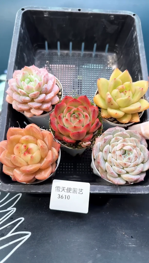 3 610   多肉5   颗