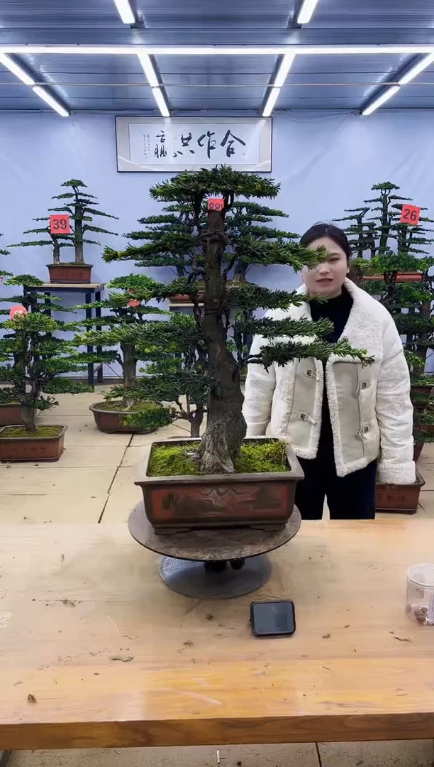 【闪购商品】高端盆景一物一拍，所见即所得
