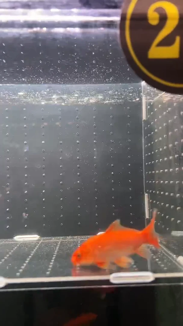 蝴蝶鲤鱼普身精品蝴蝶鲤链接04