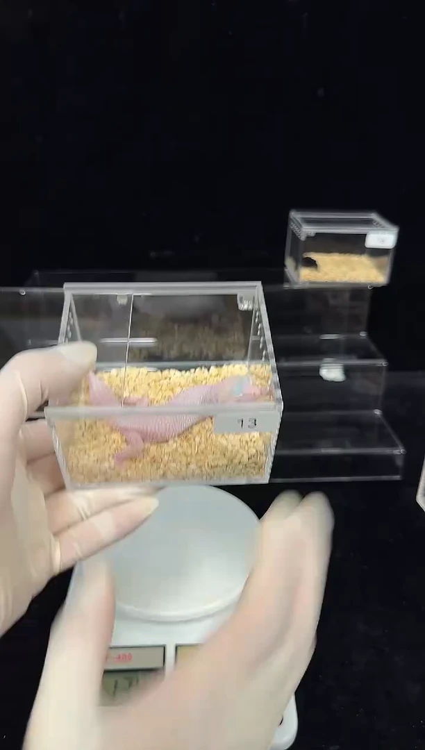 豹纹守宫豹纹守宫