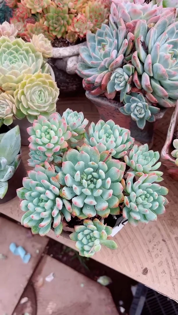 冰*多肉植物一物一拍17134