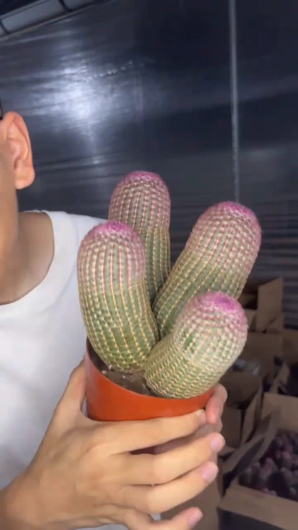 4大头 红太阳【带根】