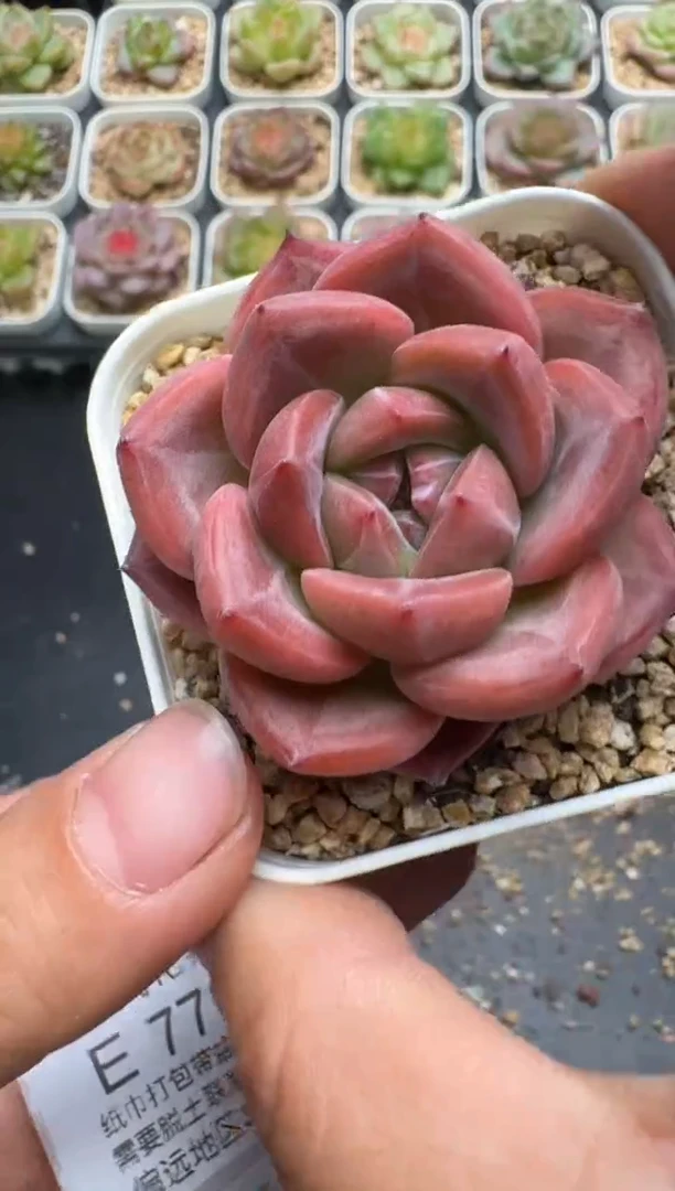 769E云禹多肉植物 带盆土纸巾打包 3颗包邮