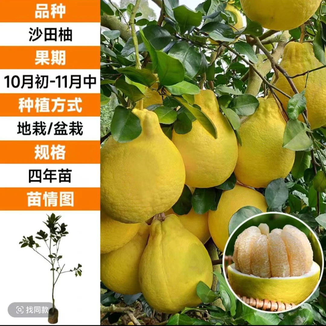柚子【广西沙田柚子树苗】广西原产地直发庭院果树苗地栽盆栽