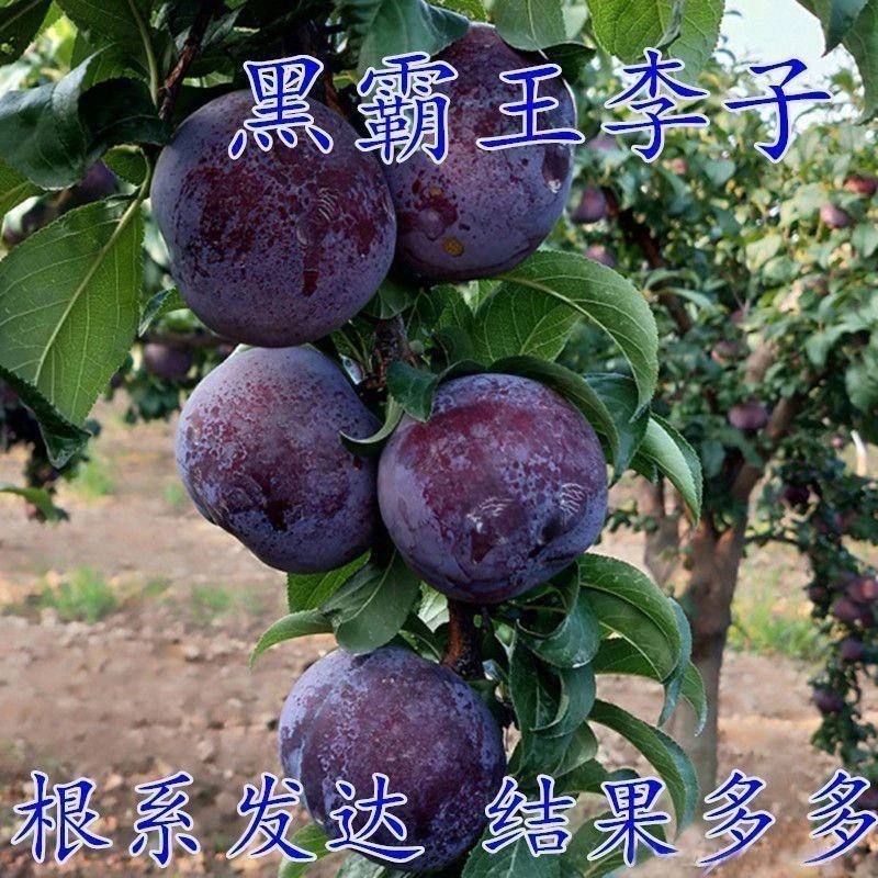嫁接特大李子树苗无核脱骨黑霸王李子苗南北方种植盆栽地栽李树苗