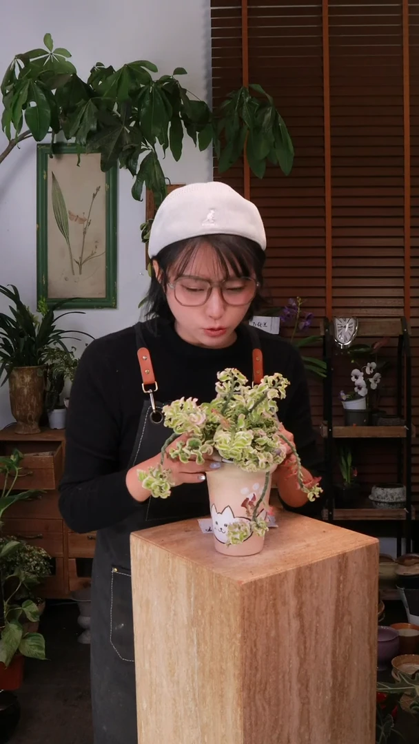无花朵 红雀珊瑚 带盆 种好发货 顺丰包邮
