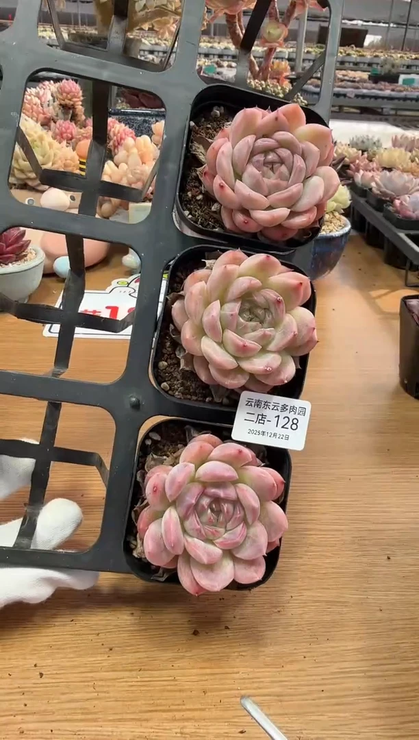 东云多肉园二店-128（其中1棵）