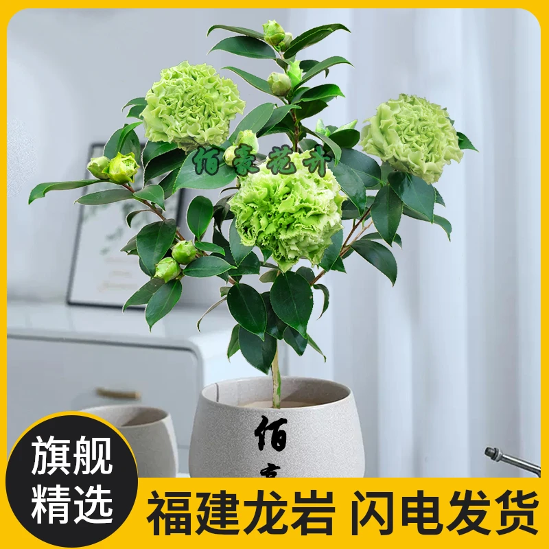 佰豪正宗绿可娜茶花名贵品牌室内庭院盆栽阳台花卉精选名贵茶花
