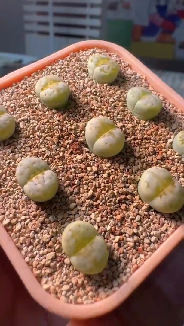 297多肉植物肉锥奶油寿立一颗