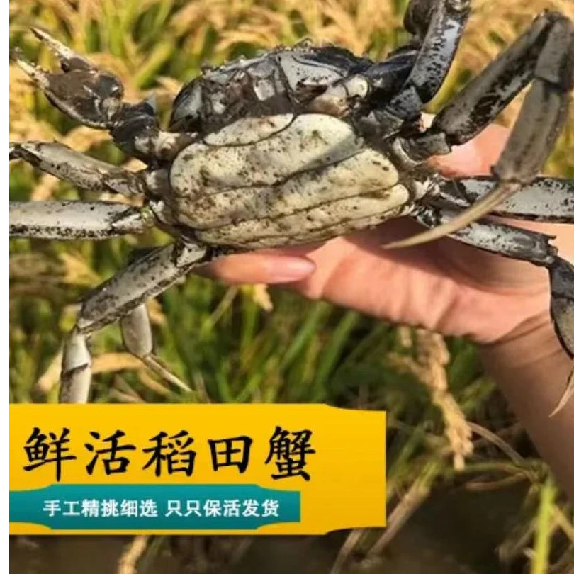 【活蟹顺丰包邮】辽宁盘锦河蟹海鲜全母14只赠2只1.5-1.6两蟹死蟹包赔礼盒装