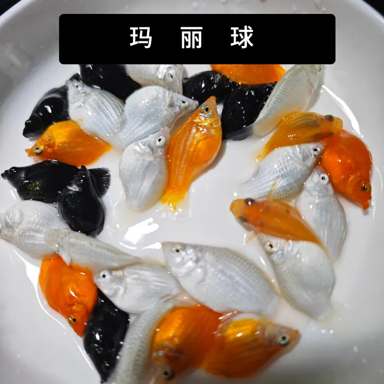 【包活7天】除油膜玛丽鱼好养耐活观赏鱼活体易繁殖小型热带鱼混养