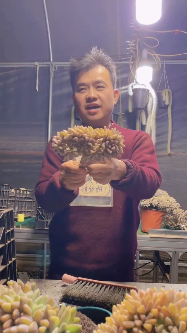 131淡雪缀化一物一拍