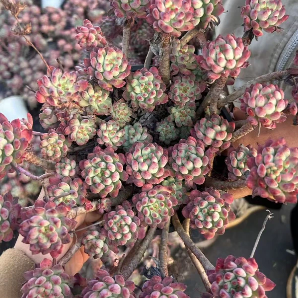 蓝苹果  新手必拍 好看好养 室内室外 多肉绿植