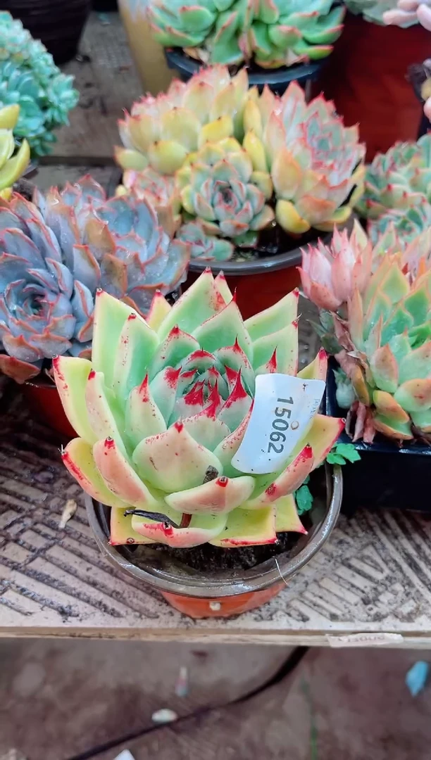 沉*15062多肉植物一物一拍