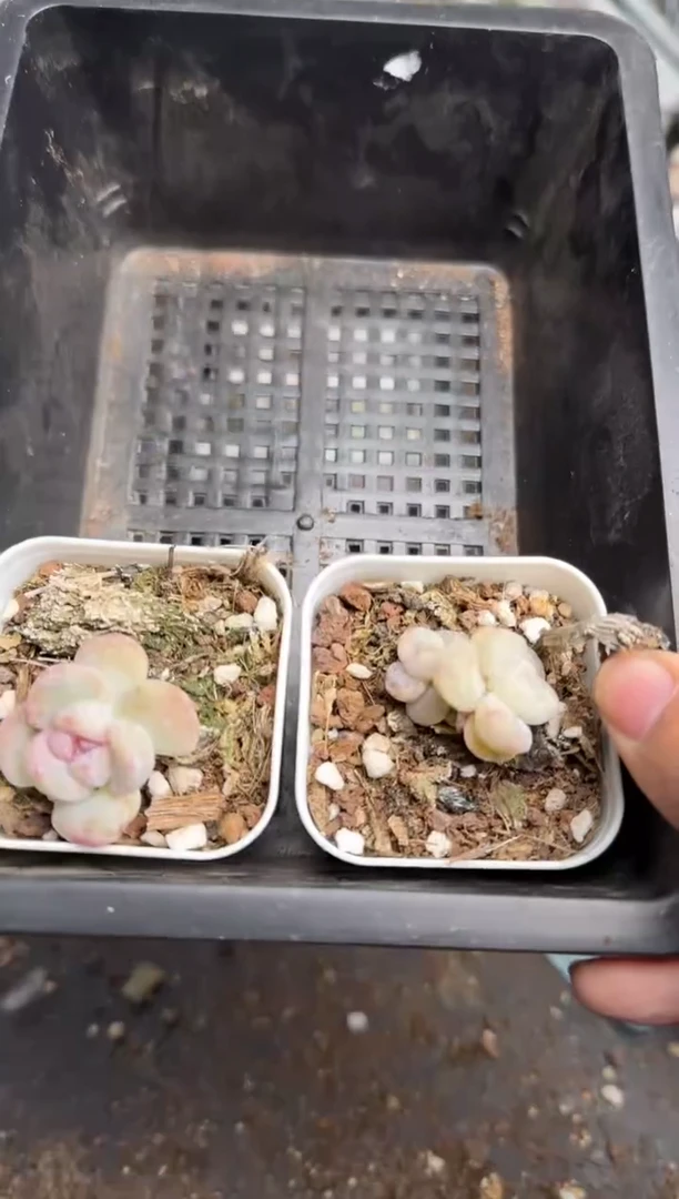 【闪购商品】224号到手1框--江北多肉