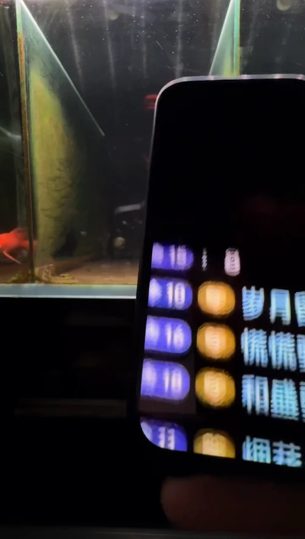 蝴蝶鲤鱼￴**￴红蝴蝶