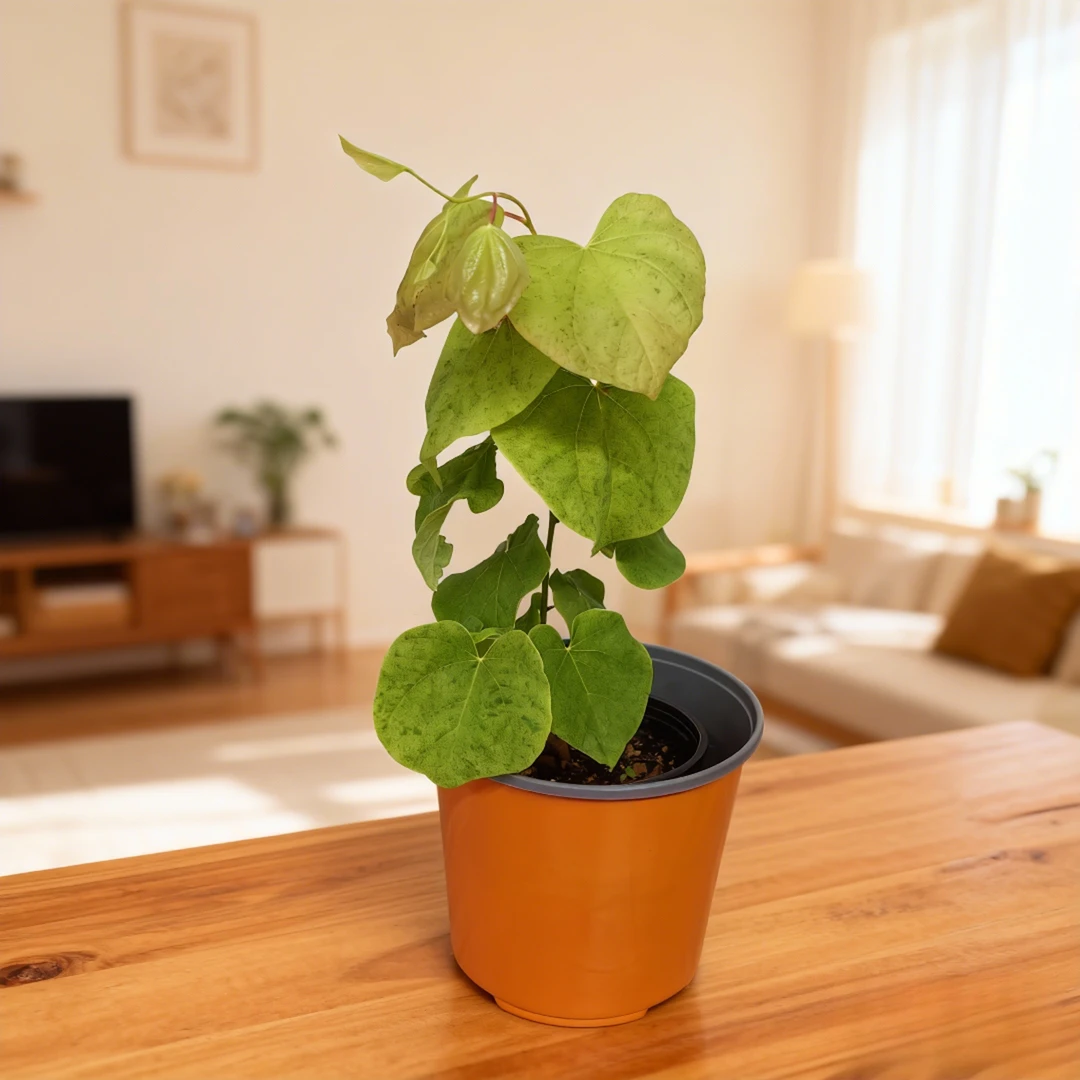 【日升】大植组培苗基地直发加拿大紫荆观叶植物