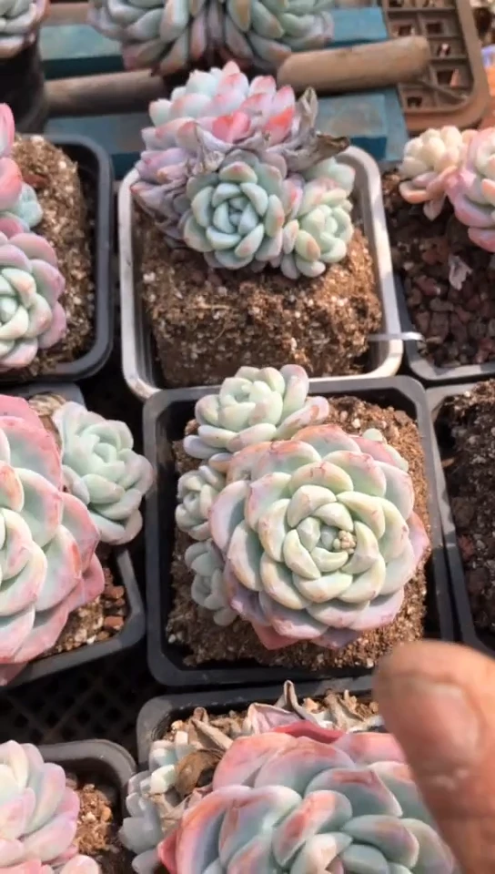 【闪购商品】3头冰玉群9.9米