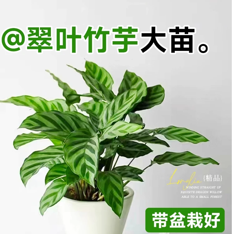 网红ins翠叶竹芋观叶室内办公常绿耐阴四季常青 可净化空气除甲醛