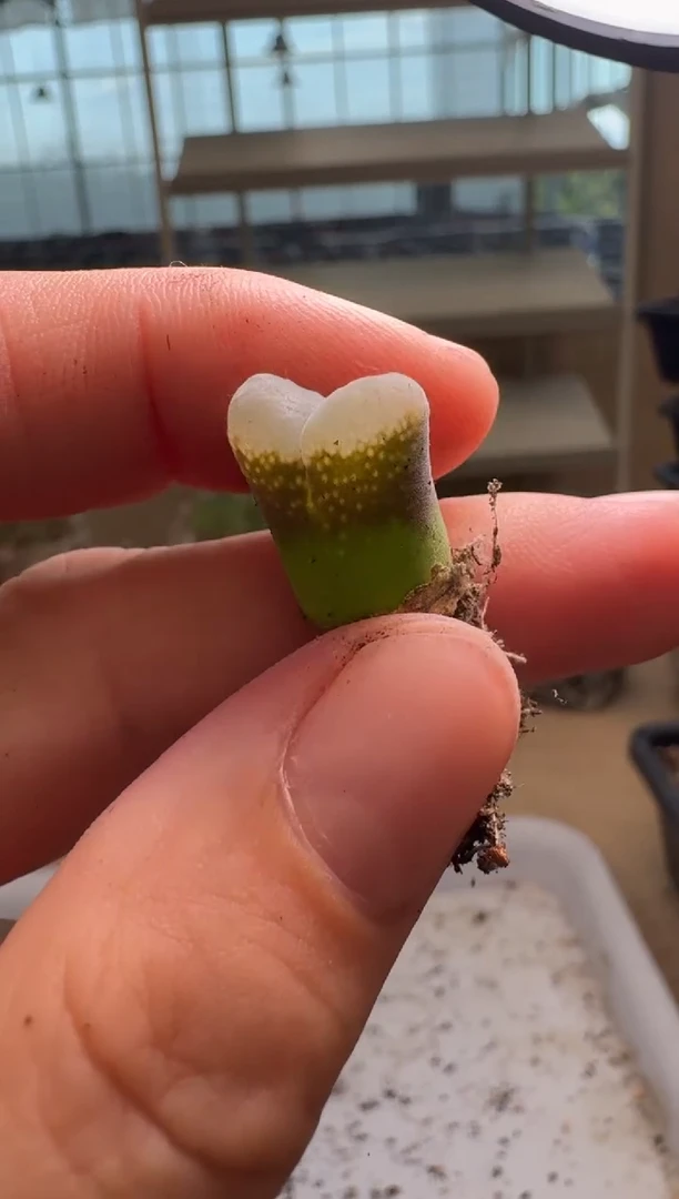 8-356多肉植物肉锥