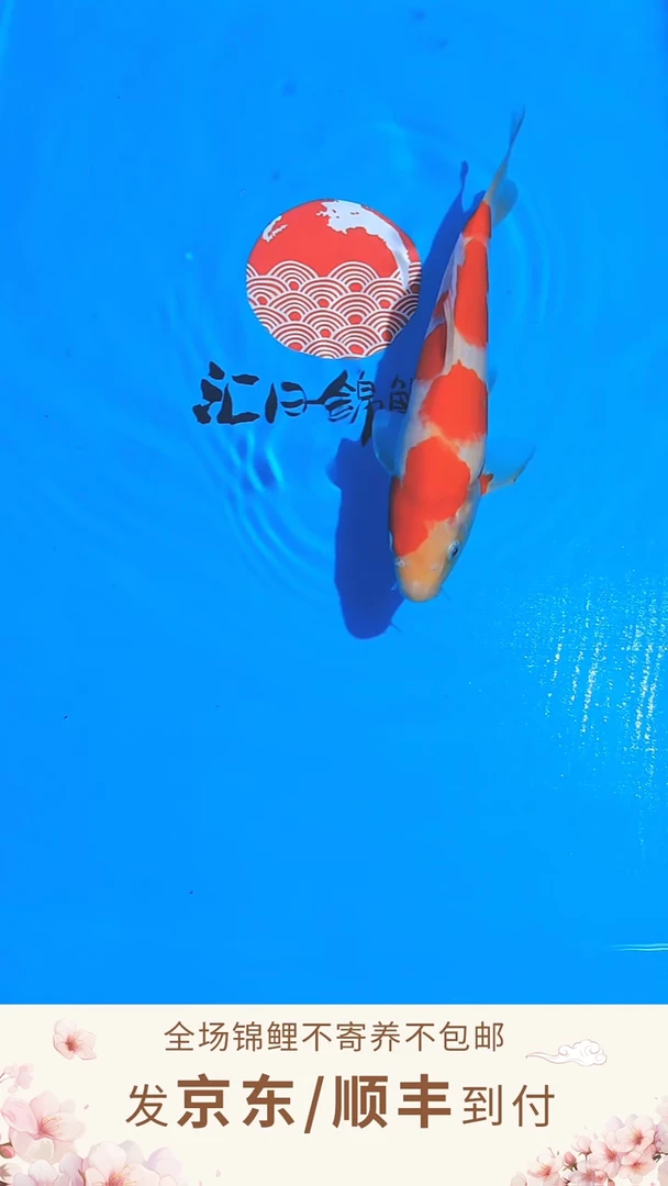 锦鲤佐藤红白/大正--003 （京东/顺丰到付）