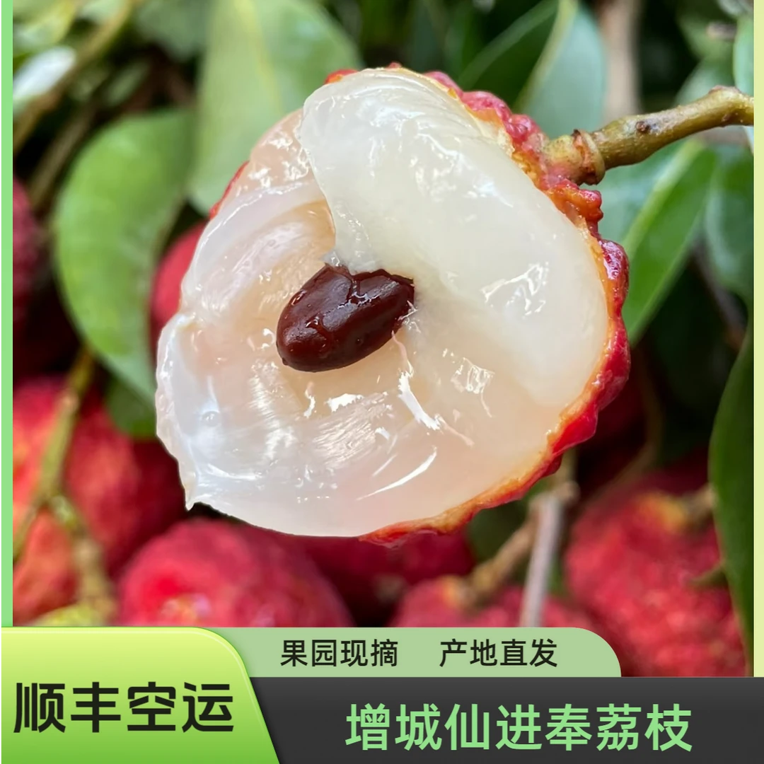 【顺丰空运】广东增城仙进奉荔枝净重3斤5斤新鲜采摘产地直发不泡水