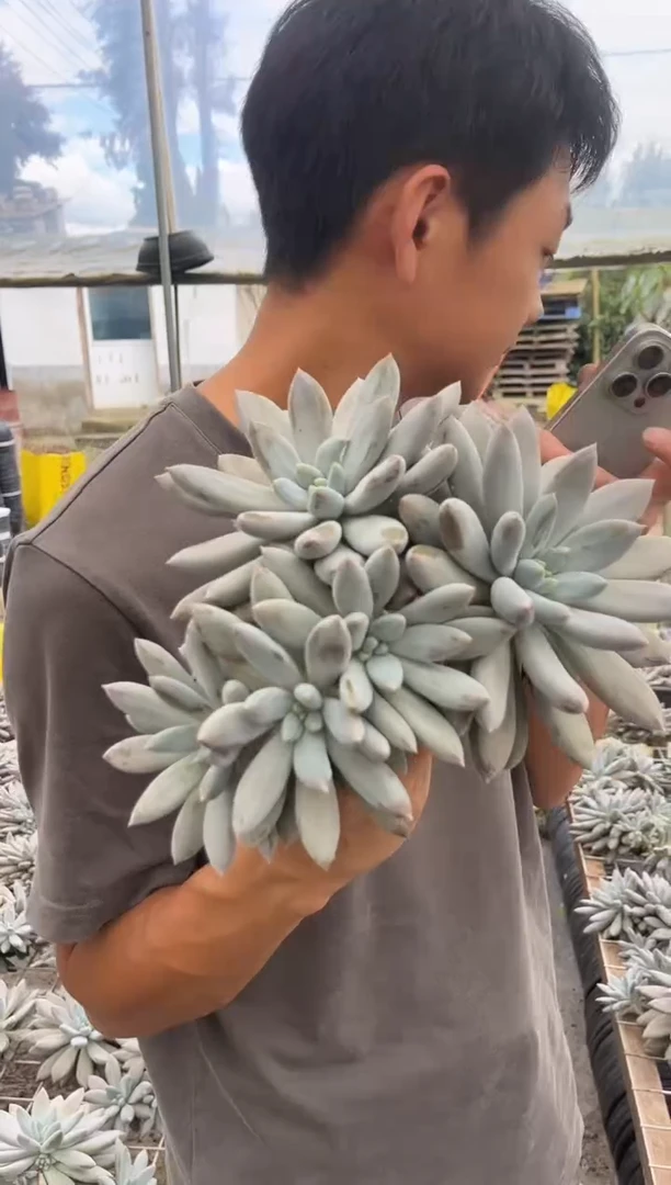 黄体哥特